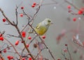 Male greenfinch Royalty Free Stock Photo