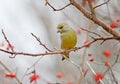 Male greenfinch filmed on a branch