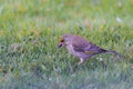 Male greenfinch on lawn with black seed in beak