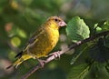 Male Greenfinch