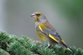 Male greenfinch profile Royalty Free Stock Photo