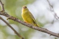 Male Greenfinch Sitting on Branch Royalty Free Stock Photo