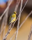 Male Greenfinch on a twig Royalty Free Stock Photo