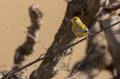 Male Greenfinch on a twig Royalty Free Stock Photo