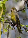 Male greenfinches, which sits on a branch of birch spring Royalty Free Stock Photo