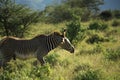 Male Grevy's Zebra Royalty Free Stock Photo