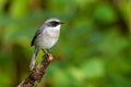 Male Grey Bushchat perching on a perch Royalty Free Stock Photo