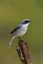 Male Grey Bushchat perching on a perch Royalty Free Stock Photo