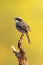 Male Grey Bushchat perching on a perch Royalty Free Stock Photo