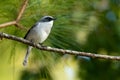Male Grey Bushchat perching on pine perch Royalty Free Stock Photo