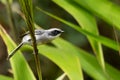 Male Grey Bushchat perching on tall grass stem Royalty Free Stock Photo