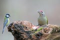 A male of grey headed woodpecker sits on a forest feeder