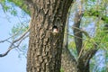 Woodpecker nest Royalty Free Stock Photo