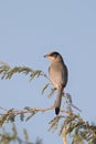 Male Grey Hypocolius perched