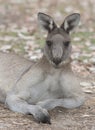 Male grey kangaroo