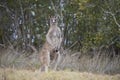 Male grey kangaroo