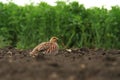 Male grey partridge Royalty Free Stock Photo