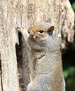 Male Grey Squirrel Royalty Free Stock Photo