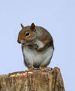 Male Grey Squirrel Royalty Free Stock Photo