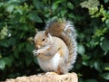 Male Grey Squirrel Royalty Free Stock Photo