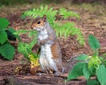 Male Grey Squirrel - Sciurus carolinensis, standing and watching. Royalty Free Stock Photo