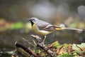 A male grey wagtail bird.