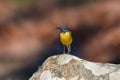 Male grey wagtail front