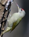 A male grey woodpecker with long tongue.