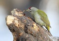 Male grey woodpecker on the tree eats a worm.