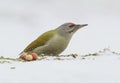 Male grey woodpeckers on the forest feeder