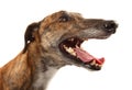 Male Greyhound Royalty Free Stock Photo