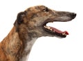 Male Greyhound