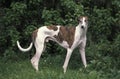 Male Greyhound Royalty Free Stock Photo