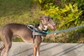 Male Greyhound on pavement with blurred grass background Royalty Free Stock Photo