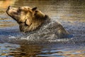 Male Grizzly Bear Ursus arctos horribilis shaking off the water from his fur Royalty Free Stock Photo