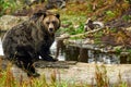 A male grizzly bear Ursus arctos horribilis sitting on tree trunk in the woods