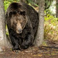 A male grizzly bear Ursus arctos horribilis walking in the woods alongside the river in search of spawning salmon in coastal
