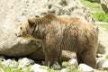 Male Grizzly