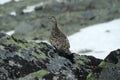 Male Grouse/Rype in Norwegian mountains