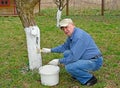 A male grower whitens the trunk of an apple tree. Spring garden work Royalty Free Stock Photo