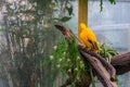 Male guianan of the rock sitting on a branch in the aviary, tropical and colorful crested bird from guiana Royalty Free Stock Photo