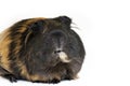 Male guinea pig isolated over white background Royalty Free Stock Photo