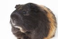 Male guinea pig isolated over white background Royalty Free Stock Photo