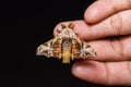 Male Gunda ochracea moth