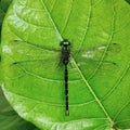 Male Gynacantha basiguttata dragonfly perched on a Ficus septica leaf