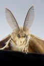 A male gypsy moth close-up