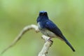 Hainan blue flycatcher Cyornis hainanus showing its sharp chin feathers while perching on white branch in nature with Royalty Free Stock Photo