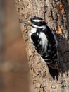 Male Hairy Woodpecker Closeup