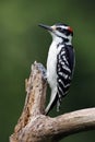 Male Hairy Woodpecker on a dead tree branch