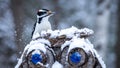 Male Hairy Woodpecker Dryobates villosus digging in the snow for food Royalty Free Stock Photo